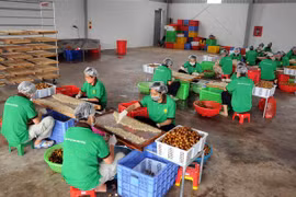 Nhân viên Công ty cổ phần xuất nhập khẩu hoa quả Sơn La chế biến long nhãn. (Ảnh: Quang Quyết/TTXVN)
