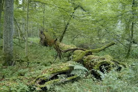 (Nguồn: en.wikipedia.org)