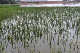 Diên tích trồng lúa và hoa màu ở Bình Xuyên, nơi có địa hình trũng và giáp sông Cầu Bòn tại huyện Bình Xuyên, tỉnh Vĩnh Phúc bị ngập nước mưa lũ. (Ảnh: Nguyễn Trọng Lịch/TTXVN) 