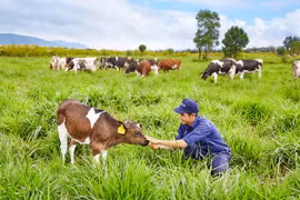 Trang trại bò sữa Organic của Vinamilk tại Lâm Đồng.