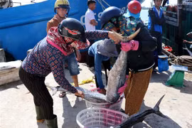 Phân loại cá thu đem đi tiêu thụ. (Ảnh: Nguyên Lý/TTXVN)