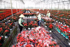 Để đạt mục tiêu xuất khẩu khoảng 20% sản lượng hoa ra thị trường thế giới vào năm 2020, tỉnh Lâm Đồng tập trung hỗ trợ nông dân tiếp cận giống hoa mới, giống có bản quyền từ nước ngoài thông qua các doanh nghiệp. Trong ảnh: Thu hoạch hoa tại Công ty Dalat