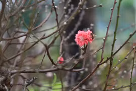 Hoa đào khoe sắc thắm tại chợ hoa Xuân trên phố Trần Nhân Tông, quận Hai Bà Trưng. (Ảnh: Hoàng Hiếu/TTXVN)
