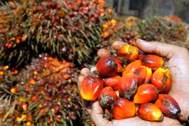 Indonesia sẽ tiếp tục đứng đầu về sản xuất dầu cọ tới năm 2020