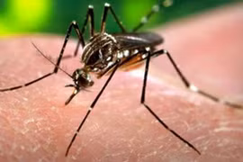 Virus Zika chủ yếu lây nhiễm qua vết đốt của muỗi Aedes. (Nguồn: indianexpress.com)
