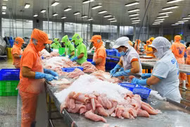 Chế biến cá tra xuất khẩu. (Ảnh: Văn Trí/TTXVN)