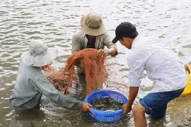 Thu hoạch tôm. (Ảnh: TTXVN)