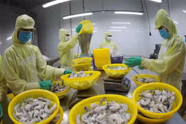 Chế biến tôm đông lạnh xuất khẩu tại nhà máy của Tập đoàn Minh Phú, tỉnh Hậu Giang. (Ảnh: Vũ Sinh/TTXVN)