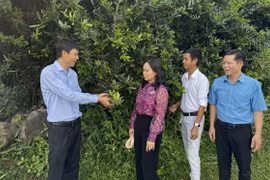 Anh Nguyễn Văn Khôn, nông dân xã Hưng Thịnh, huyện Trảng Bom, tỉnh Đồng Nai giới thiệu về những công dụng của cây xáo tam phân. (Ảnh: Lê Xuân/TTXVN)