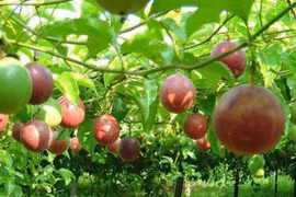 Về Sơn La ngắm "những hạt ngọc" trên đất đồi Tân Lập