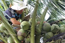 Dừa Bến Tre, điểm sáng của bức tranh nông sản Việt
