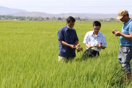 Ngành nông nghiệp tỉnh Gia Lai kiểm tra giống nhằm nâng cao chất lượng lúa, gạo trên địa bàn huyện Phú Thiện. (Ảnh: Hồng Điệp/TTXVN)