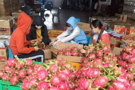 Gia đình chị Trần Thị Thu Thảo ở xã Cư Êbur, thành phố Buôn Ma Thuột thu hoạch thanh long. (Ảnh: Hoài Thu/TTXVN)