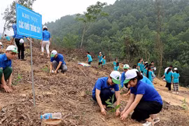 Đoàn Thanh niên tỉnh Hòa Bình tích cực trồng cây. (Ảnh: Thanh Hải/TTXVN)