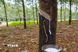 (Nguồn: TTXVN)