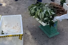 Số sâm giả Ngọc Linh không người nhận bị lực lượng chức năng phát hiện tại bến xe tỉnh Kon Tum vào ngày 19/12. (Ảnh: TTXVN phát)