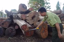Số gỗ bị bắt giữ chủ yếu là giáng hương, căm xe, dầu gió (từ nhóm 2 đến nhóm 5), có chiều dài trên 2m. (Ảnh: Ngọc Minh/TTXVN)