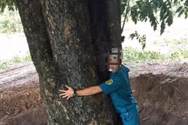 Điều tra vụ đào trộm cây giáng hương gần 100 năm tuổi ở Dầu Tiếng