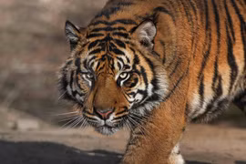 Ảnh minh họa. (Nguồn: San Diego Zoo Animals)