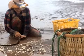 Nghêu nuôi của Hợp tác xã nuôi nghêu Tiến Thành, huyện Châu Thành bị chết trắng bãi. (Ảnh: Thanh Hòa/TTXVN)