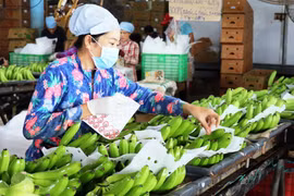 Dán tem kiểm định chất lượng sản phẩm tại Trang trại chuối xuất khẩu Huy Long An (Ấp Bến Kinh, xã Đôn Thuận, huyện Trảng Bàng, Tây Ninh). (Ảnh: Lê Đức Hoảnh/TTXVN)