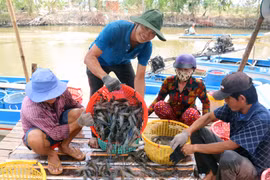 Thu hoạch tôm càng xanh ở xã Vĩnh Hòa, huyện U Minh Thượng, Kiên Giang. (Ảnh: Lê Huy Hải/TTXVN)