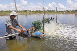 Một đầm nuôi tôm ở xã Vĩnh Hiệp, thị xã Vĩnh Châu, Sóc Trăng. (Ảnh: Trần Việt/TTXVN)