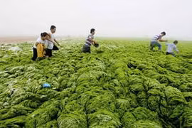Tảo lục "xâm thực" bờ biển Thanh Đảo của Trung Quốc (Nguồn: Dailymail)