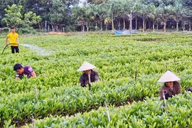 Công nhân Lâm trường Ba Tơ chăm sóc cây giống trong vườn ươm. (Ảnh: Thanh Long/TTXVN