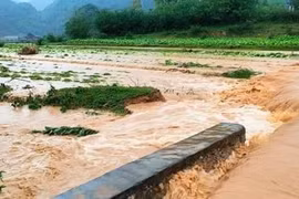 Rau màu bị ngập úng nghiêm trọng khi mưa lớn liên tục xuất hiện ở Lạng Sơn từ đêm 9/5 đến sáng 10/5. (Ảnh: TTXVN phát)
