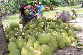 Tiền Giang hiện có trên 13.000ha mít Thái siêu sớm với sản lượng trên 182.000 tấn quả cung ứng thị trường trong ngoài tỉnh. (Nguồn: Nguyễn Văn Trí/TTXVN)