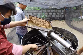 Người dân quay mật từ những cầu ong ở Hưng Yên. (Ảnh: Đinh Tuấn/TTXVN)