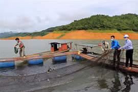 Các loài cá giống trong lồng trước khi được thả xuống lòng hồ sông Đà. (Ảnh: Thanh Hải/TTXVN)