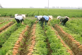 Nông dân Hải Dương thu hoạch cà rốt để tiêu thụ trong nước và xuất khẩu sang thị trường Nhật Bản, Malaysia và các nước Trung Đông, tháng 1/2022. (Ảnh: Vũ Sinh/TTXVN)