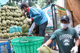 Thương lái thu mua sầu riêng tại huyện Krông Pắc (Đắk Lắk). (Ảnh: Tuấn Anh/TTXVN)