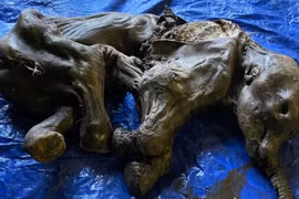 (Nguồn: BBC) 