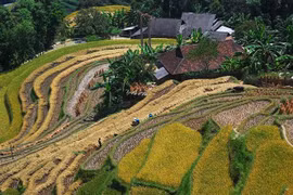 Hoàng Su Phì (Hà Giang) được nhắc đến với ruộng bậc thang đẹp bậc nhất Việt Nam với màu vàng phủ khắp núi đồi mỗi khi mùa lúa chín về. (Ảnh: Minh Tâm/TTXVN)