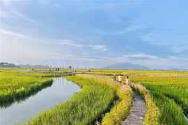 Những làng lúa, làng hoa giữa lòng thành phố Hà Tĩnh. (Ảnh: Hoàng Ngà/TTXVN)