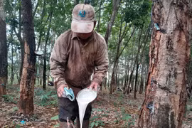 Gia đình vợ chồng Thị Mai, xã Đức Hạnh, huyện Bù Gia Mập thu hoạch mủ cao su. (Ảnh: K GỬIH/TTXVN)