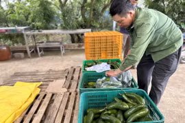 Theo người dân địa phương, hiện nay giá bơ 034 được thương lái thu mua chỉ từ 3.000 – 4.000 đồng/kg, thấp nhất từ trước đến nay. (Ảnh: Nguyễn Dũng/TTXVN)