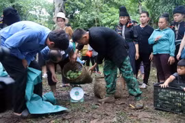 Các đội cân xoài tại phần thi hái xoài tại ngày hội. (Ảnh: Quang Quyết/TTXVN)