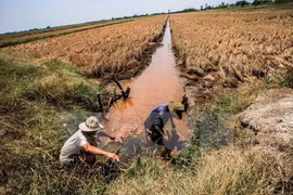 Những con kênh phục vụ tưới tiêu cho đồng ruộng bị nhiễm mặn trầm trọng. (Ảnh: Trọng Đạt/TTXVN)
