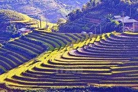 Ruộng bậc thang mùa lúa chín. (Ảnh: Thanh Hà/TTXVN)