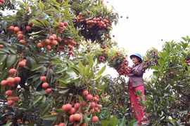 Thu hoạch vải thiều tại xã Thanh Hải, huyện Lục Ngạn (Bắc Giang). (Ảnh: TTXVN)