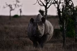 Tê giác đen tại khu vực Nanyuki, Kenya, đứng trước nguy cơ tuyệt chủng. (Ảnh: AFP/TTXVN)