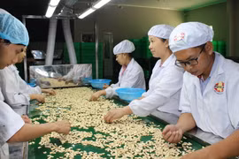 Công nhân chế biến hạt điều xuất khẩu. (Nguồn: TTXVN)