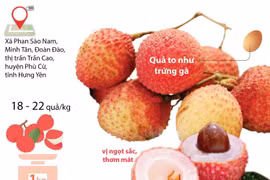 [Infographics] Độc lạ đặc sản vải trứng của tỉnh Hưng Yên
