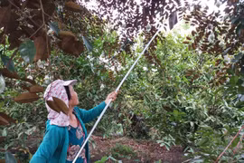 Mặc dù, trái cây tại đồng bằng sông Cửu Long đang mùa thu hoạch song Công ty Đại Thuận Thiên đã phải dừng thu mua nông sản của người dân do khó khăn trong vận chuyển hàng ra miền Bắc. (Ảnh CTV/Vietnam+)