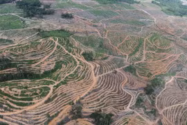 Cánh rừng bị phát quang ở khu vực Tây Kalimantan của Indonesia. (Ảnh: AFP/TTXVN)