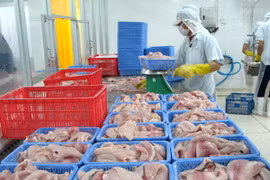 Chế biến cá da trơn xuất khẩu. (Ảnh: Minh Trí/TTXVN)